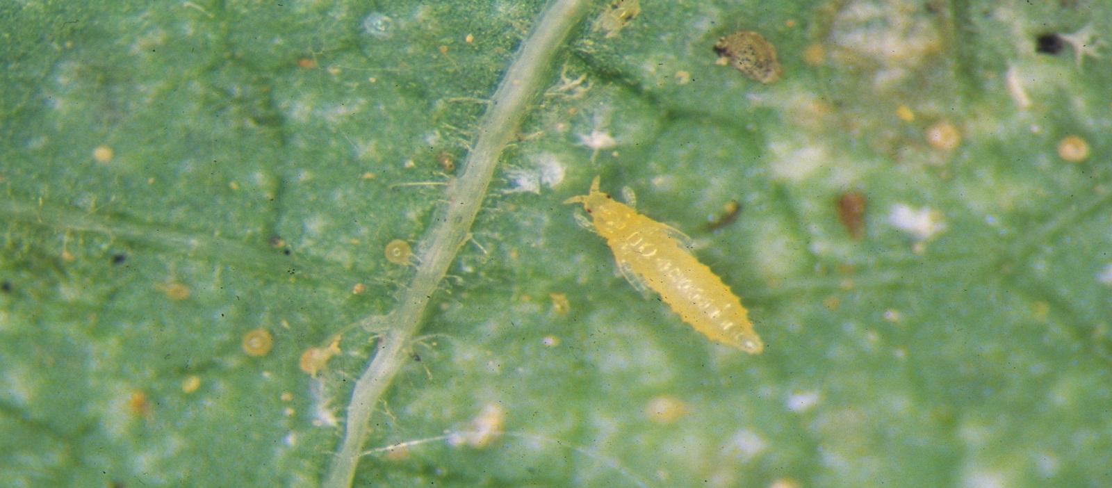 closeup of thrips