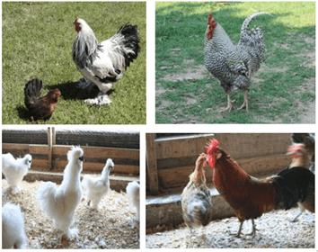 poultry_breeds