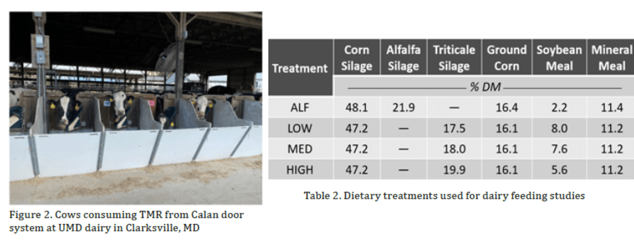 Pic of cows eating and table of dietary treatments