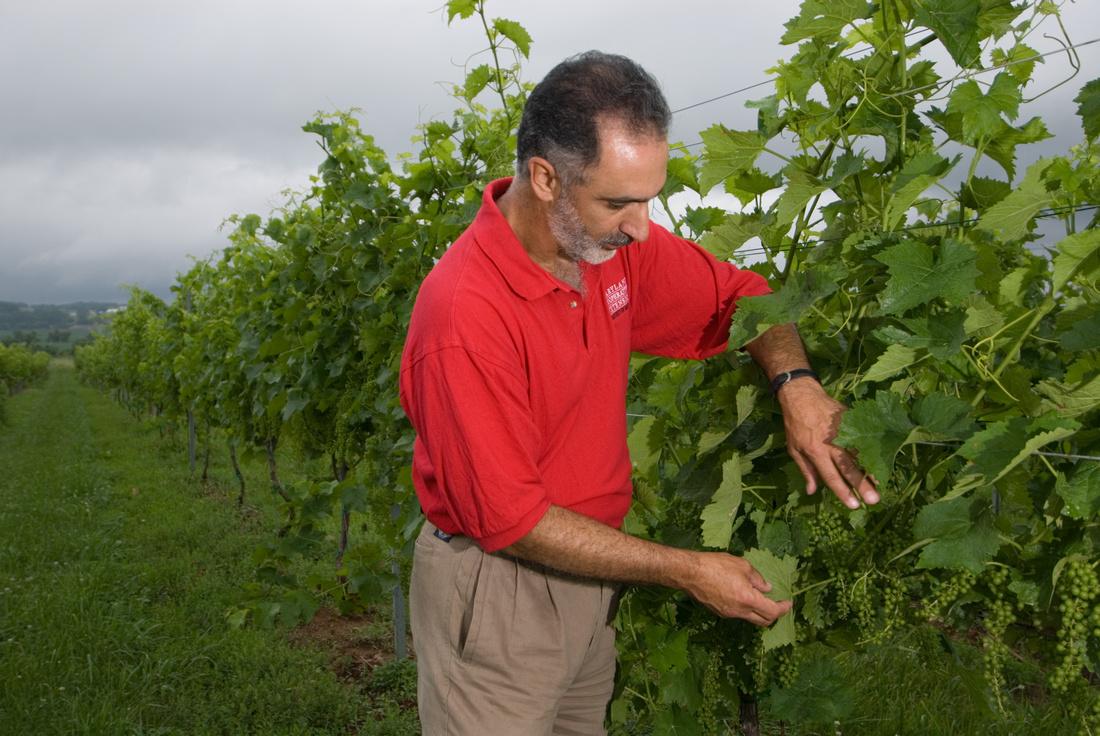 Dr. Joseph Fiola at Boordy Vineyards, Baltimore County Md.