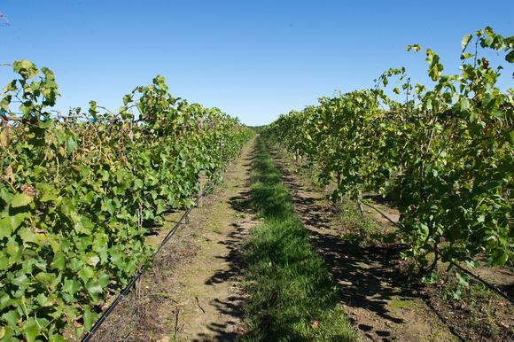 Grape vineyard 