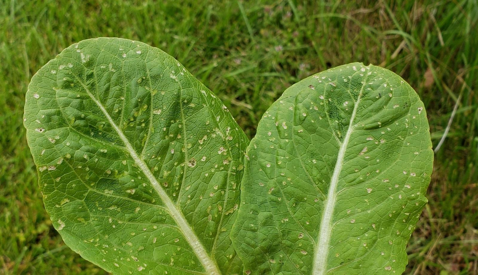 Small Blisters or Edema on Vegetable Leaves University of Maryland