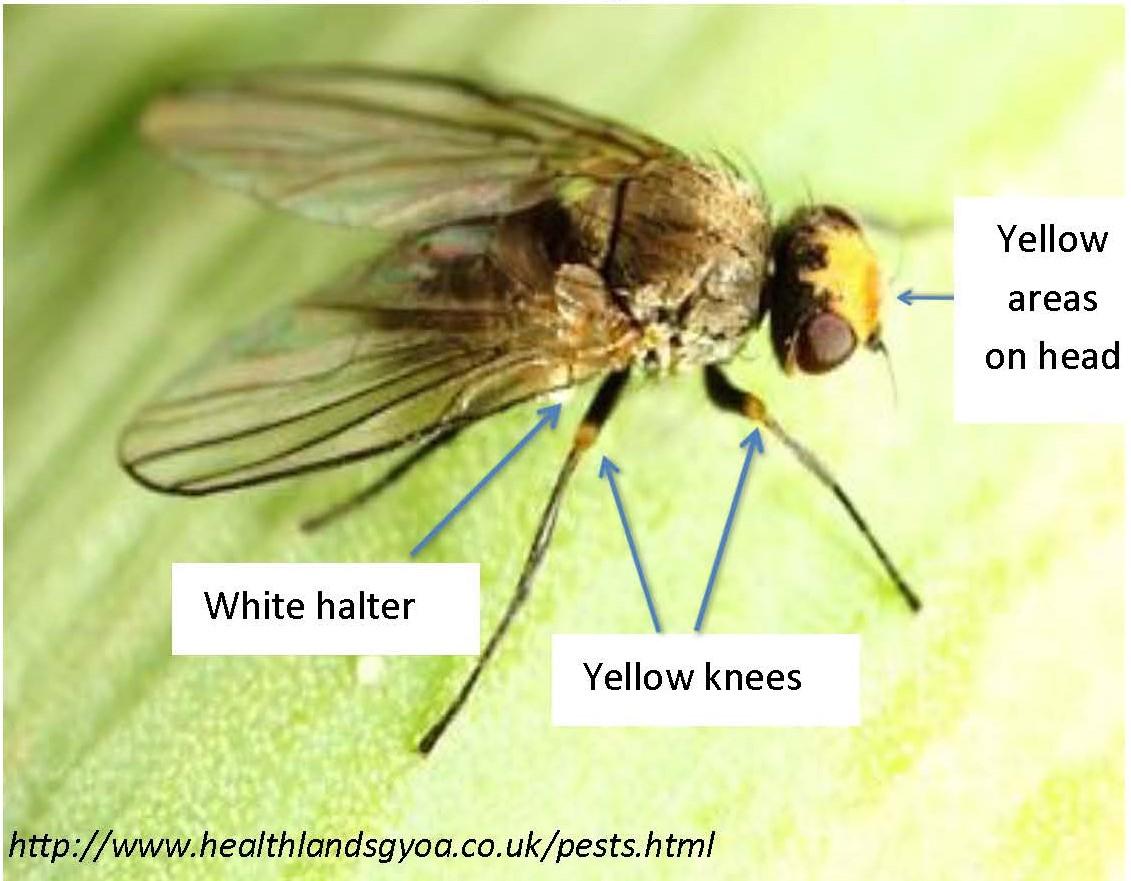 Allium (Onion) Leafminer University of Maryland Extension