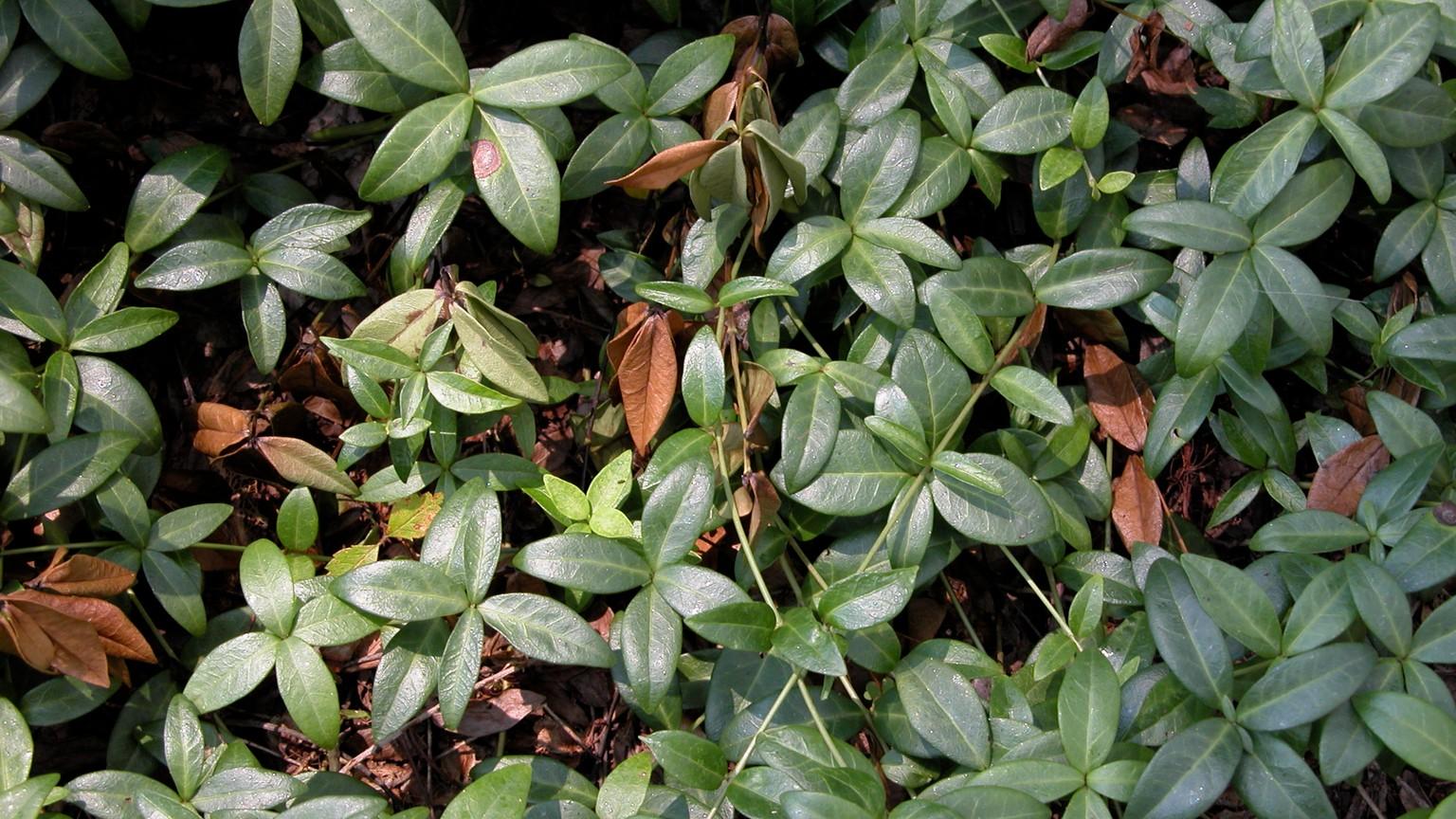 Wilt Diseases of Vinca University of Maryland Extension