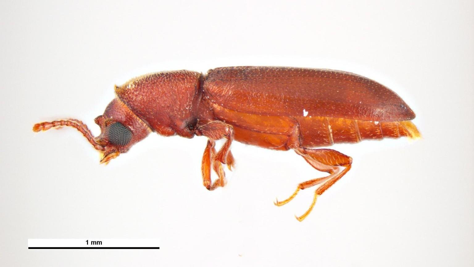 Powderpost Beetles University of Maryland Extension