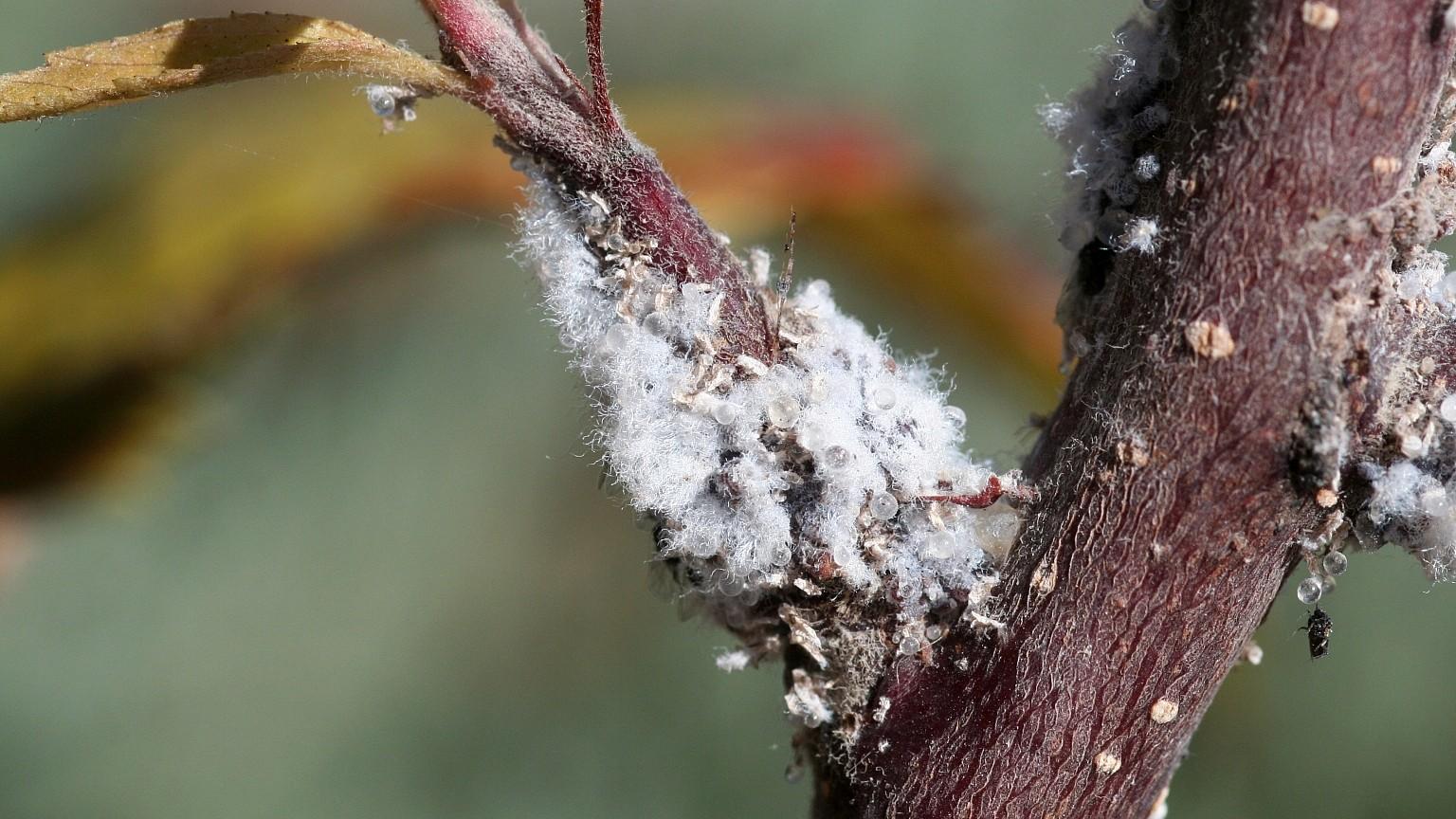 Woolly Aphids on Trees University of Maryland Extension