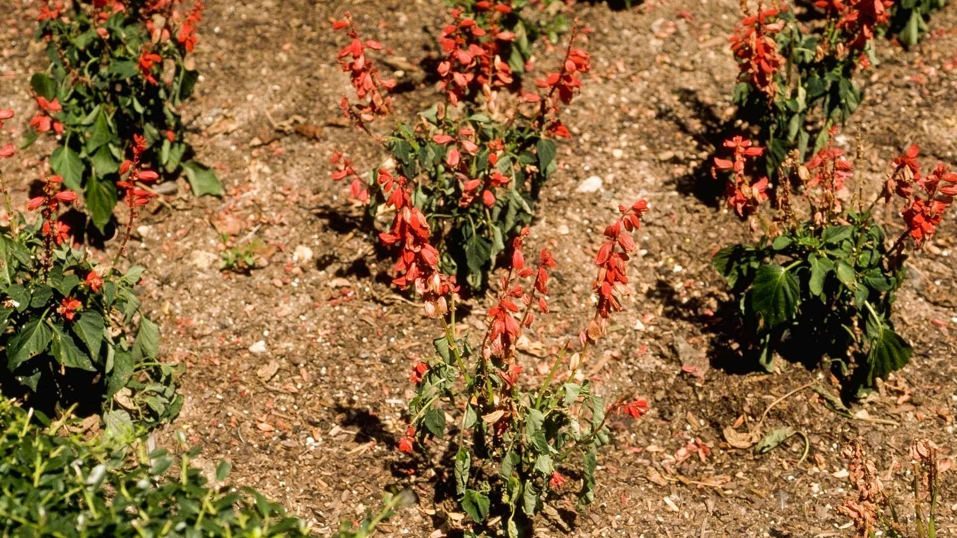 Heat Stress Symptoms on Flowers University of Maryland Extension