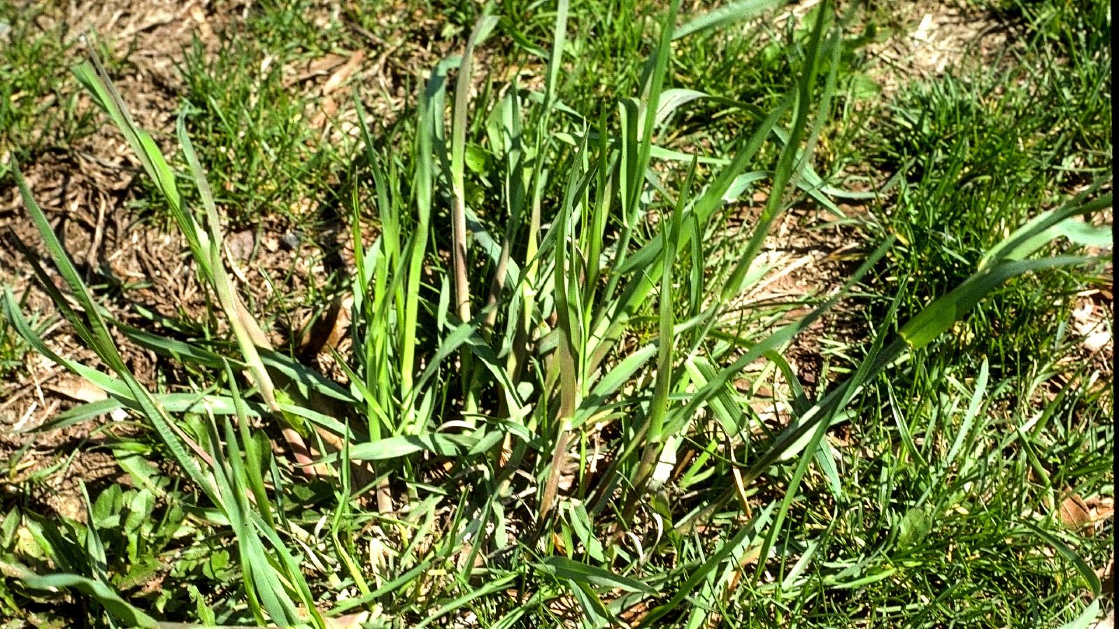 Orchardgrass University of Maryland Extension