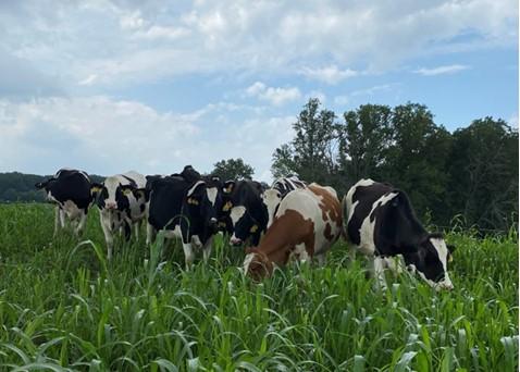 Dairy cattle grazing