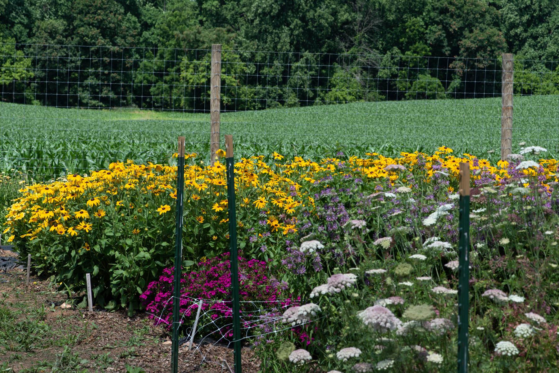 Cut Flowers in bloom