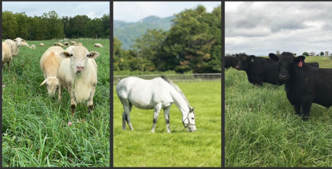 Three pictures of Sheep, horses, and cattle grazing