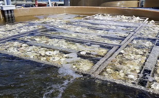 Image of oyster setting tanks