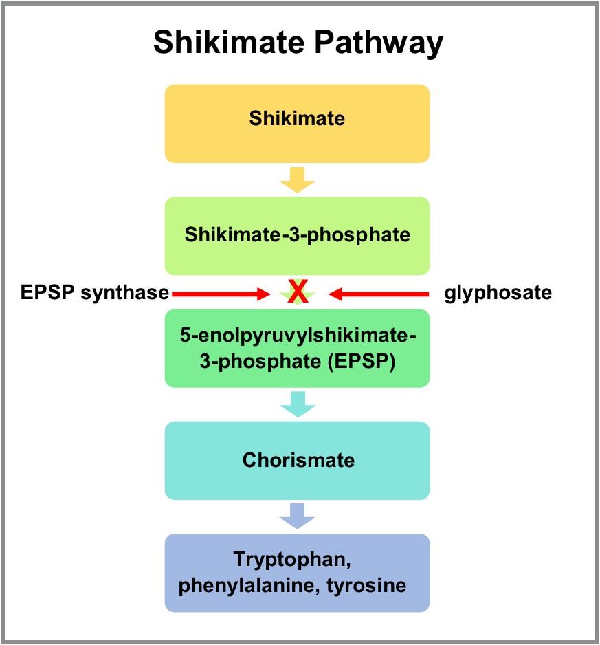 Understanding Glyphosate and Other Pesticides (FS1193) University of