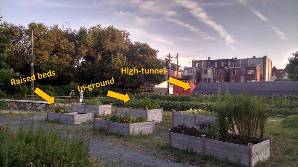 Image showcasing What is Urban Agriculture? (FS-1169) | University of Maryland Extension