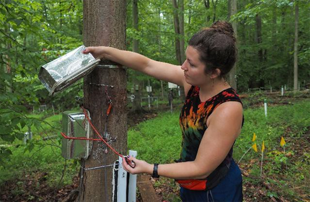 Scientist Anya Hopple looks at a probe inserted into a tree in a forested tract at the Smithsonian Environmental Research Center in Edgewater, MD. Photo by Dave Harp, Bay Journal