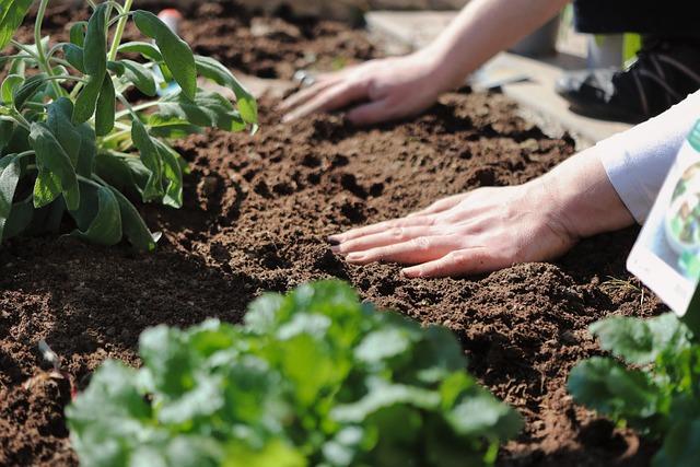 hands in the soil