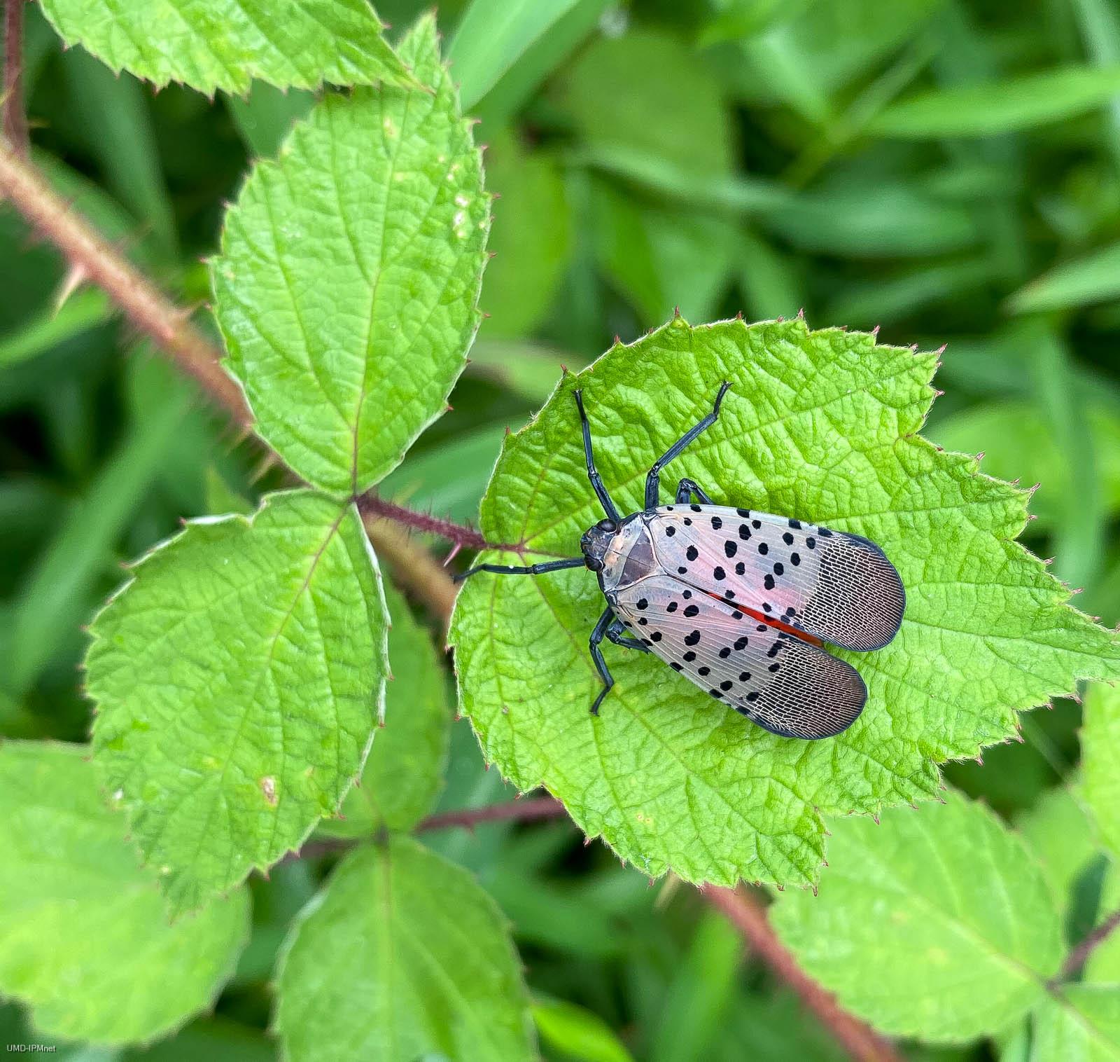 spotted lanternfly adult on foliage