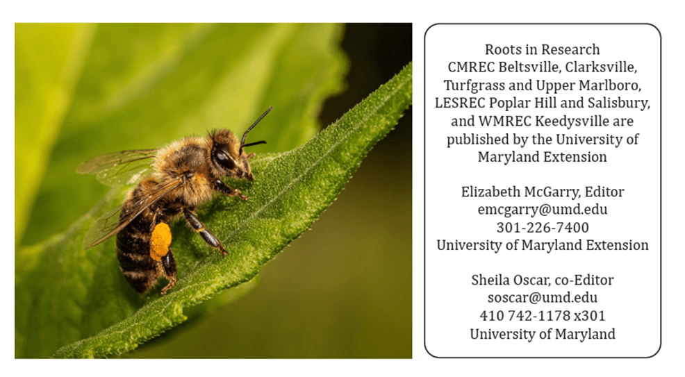 Bee Picture and Editor list