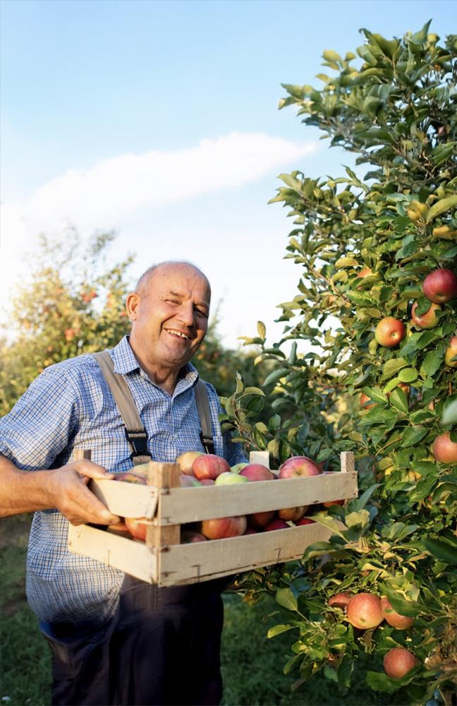 A smiling fruit farmer holding a box of freshly picked apples, standing near an apple tree on a sunny day.