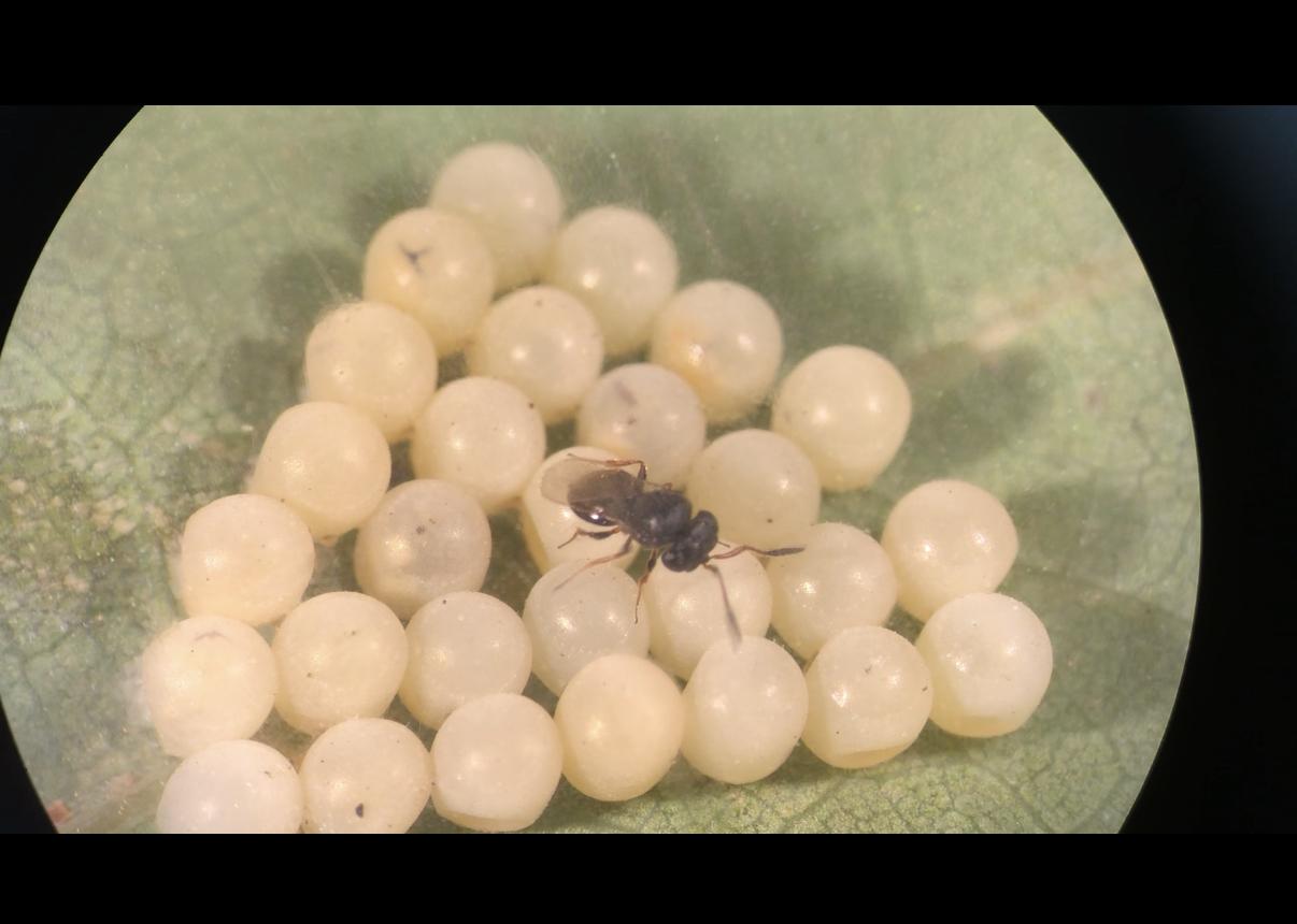 A parasitic wasp on top of a stink bug egg mass.