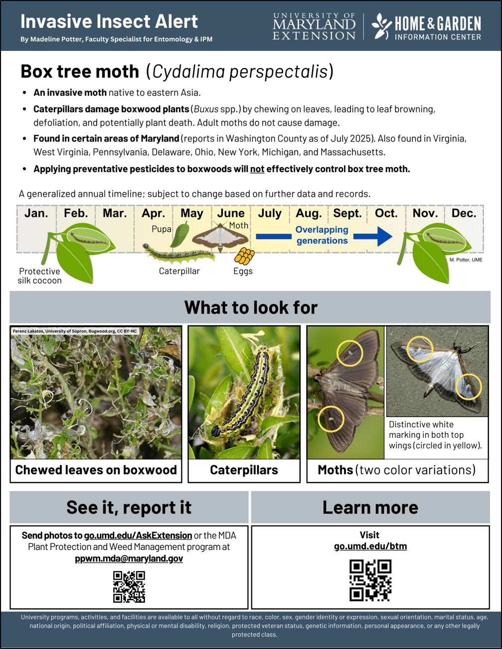 An image of the box tree moth handout.