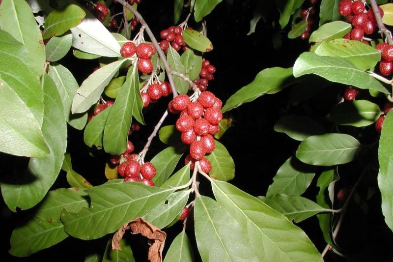 Abundant, short-stalked red berries on an autumn olive branch.