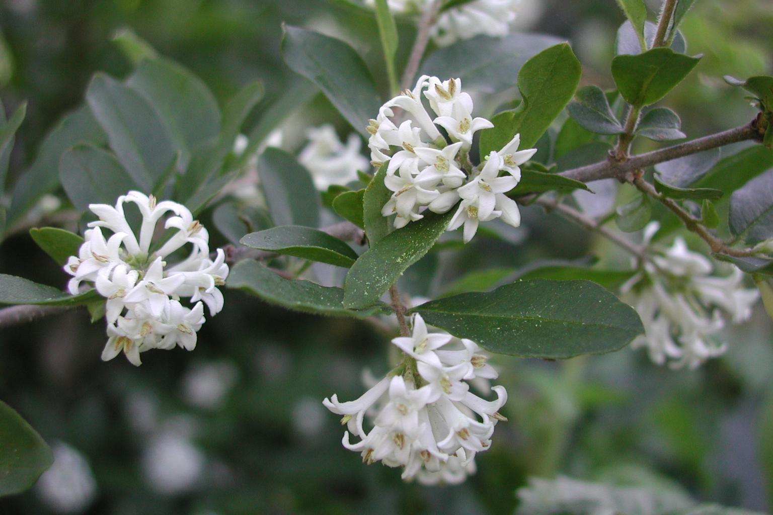 Clusters of white four-petaled flowers on a border privet branch.