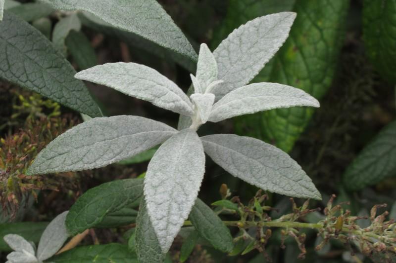 Fuzzy gray coating on the young leaves of a butterfly bush.