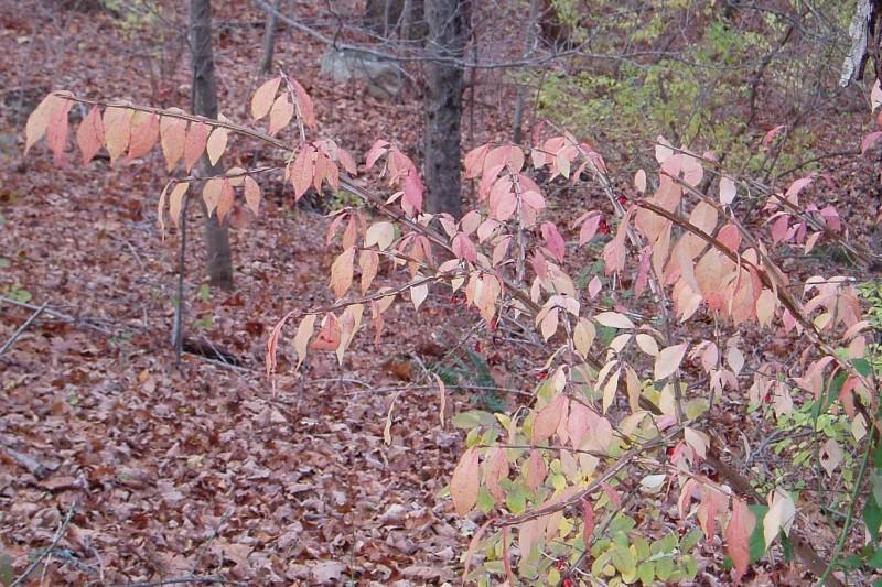 Pastel peach-colored autumn foliage on a burning bush in the woods.