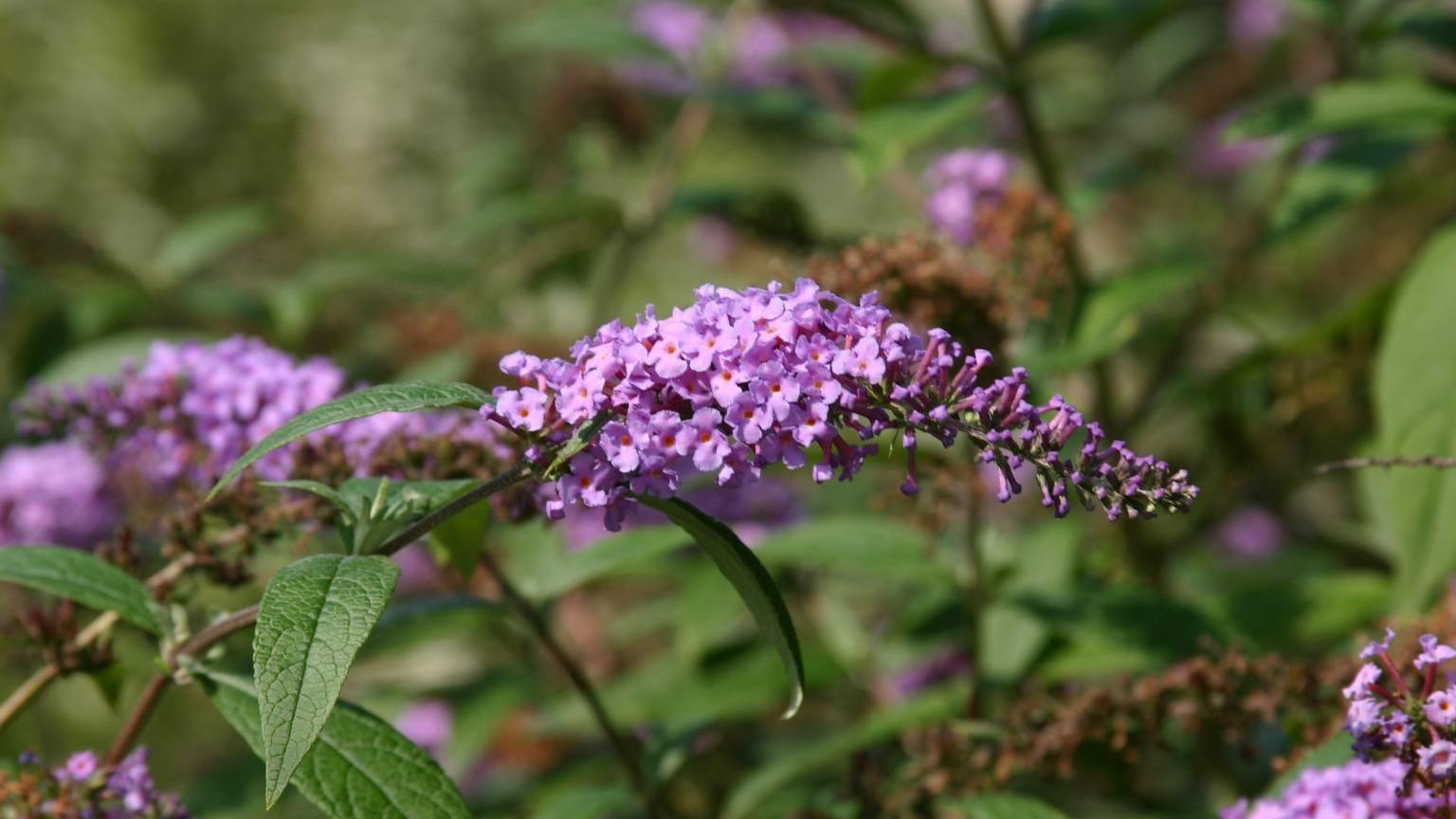 Clusters of pinkish-purple flowers on a blooming butterfly bush.
