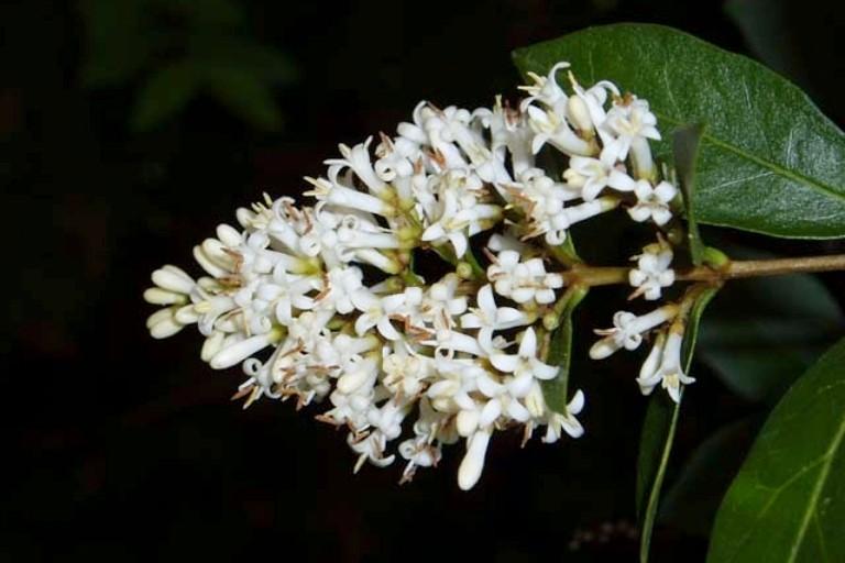Cone-shaped cluster of white flowers on a California privet branch tip.