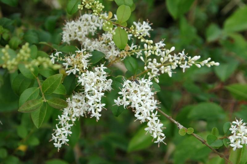 Slender, tapering white flower clusters on a Chinese privet branch tip.