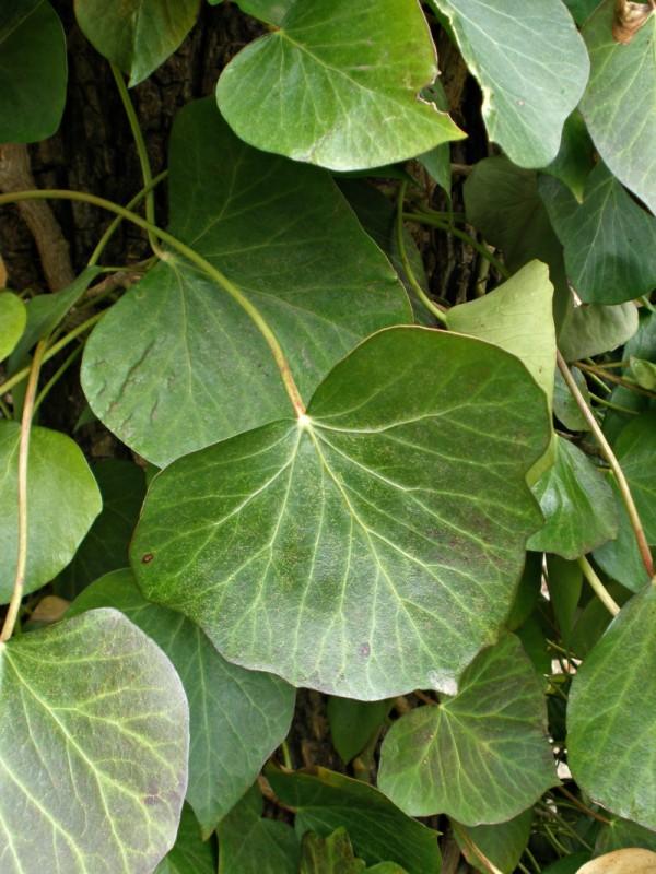 Unlobed, spade-shaped leaves on mature English ivy branches.