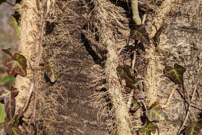 Dense aerial rootlets on mature English ivy stems clinging to a tree trunk.