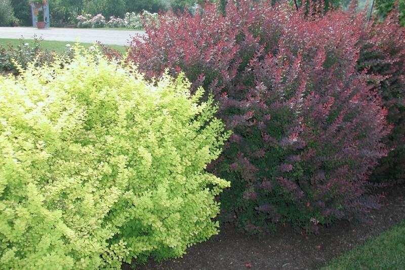 Mature specimens of yellow-leaved and red-leaved Japanese barberry cultivars.