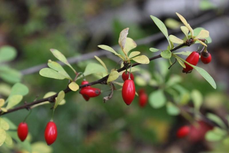 Oblong, glossy red berries hanging from a Japanese barberry stem.