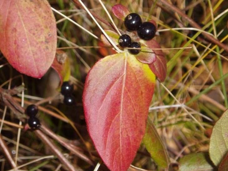 Pairs of glossy black berries on a Japanese honeysuckle stem with reddish leaves in autumn.