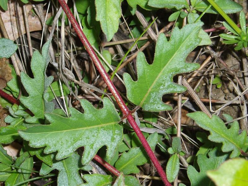Lobed leaves on young Japanese honeysuckle stems.