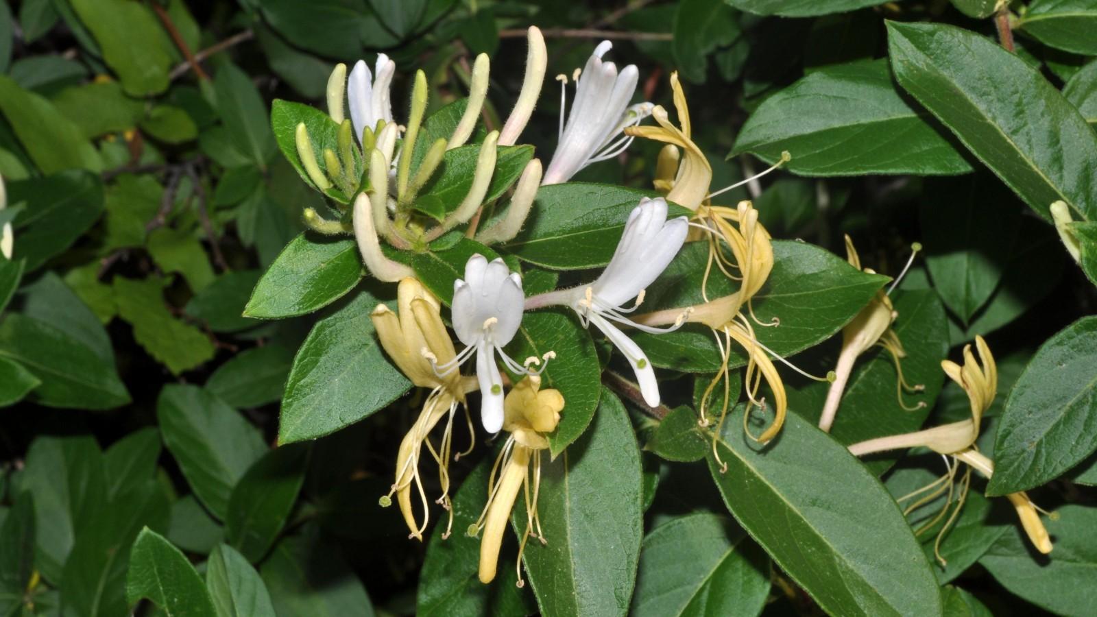 White (fresh) and yellow (aging) flowers on a Japanese honeysuckle branch.