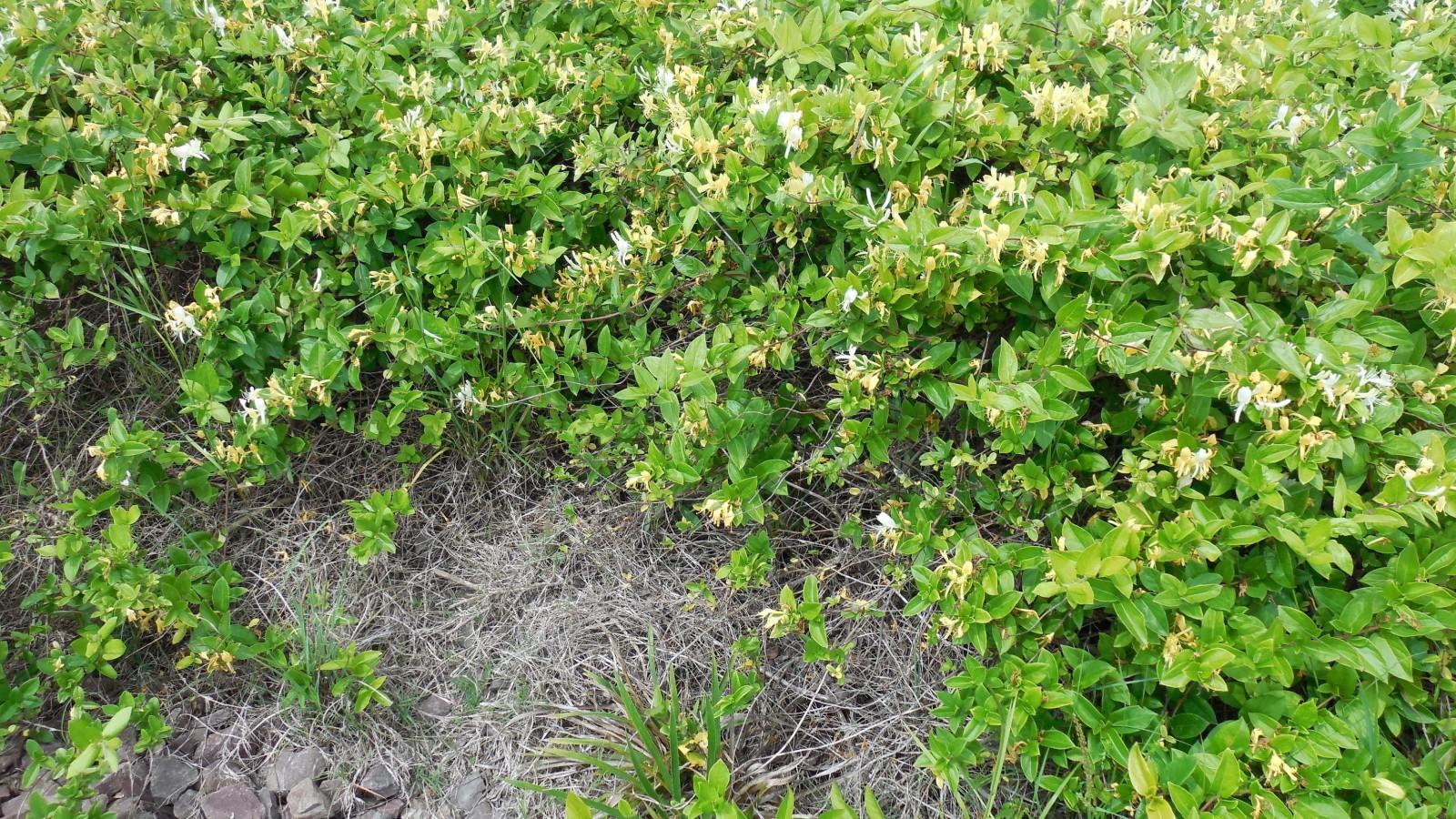 Japanese honeysuckle carpets the ground when it has no support to climb.