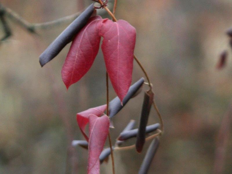 Curled Japanese honeysuckle leaves retaining autumn colors, clinging to the stem in winter.
