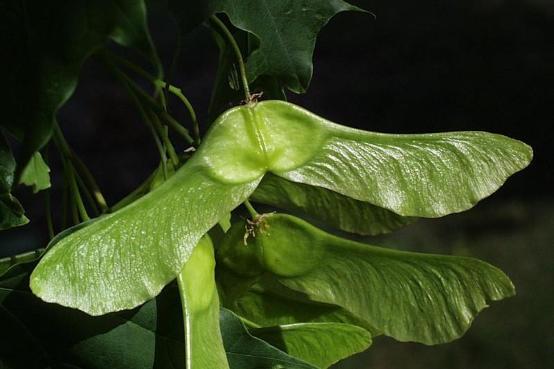 Lime-green, wide-winged pairs of seeds on a Norway maple.