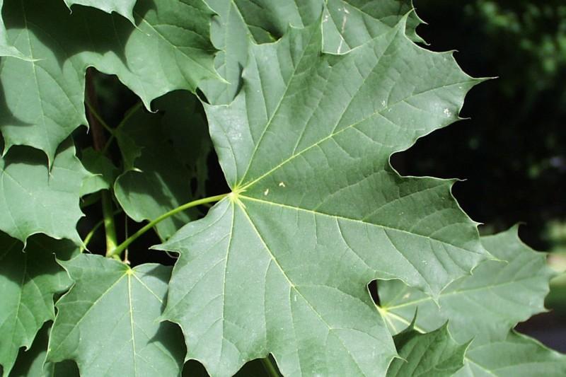 Wide Norway maple leaf with prominent lobes with pointed tips.