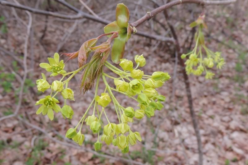 Greenish-yellow flower clusters on a Norway maple twig in spring.