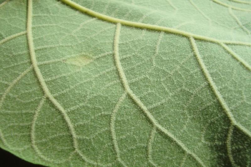 Velvet-like texture of the underside of a princess tree leaf.