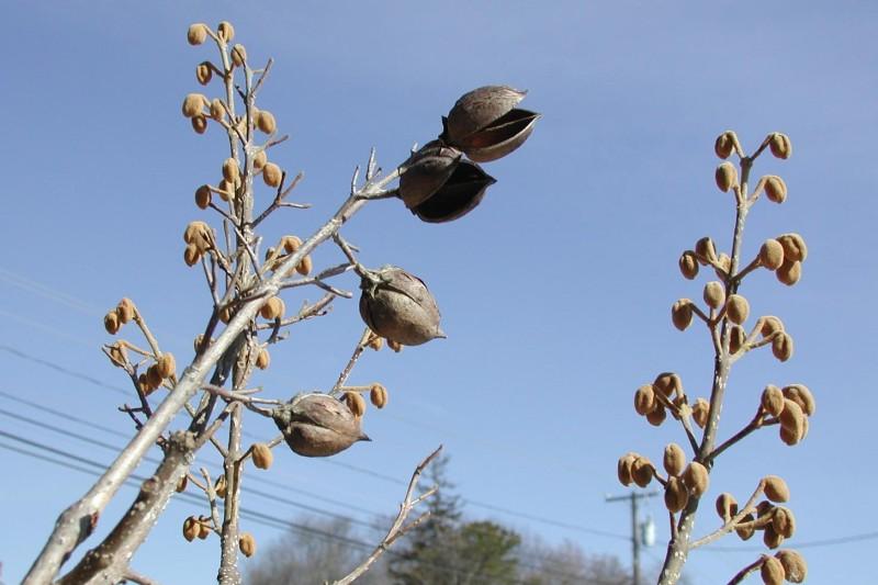 Felted brown flower buds and split-open dry seed capsules on princess tree branch tips in winter.