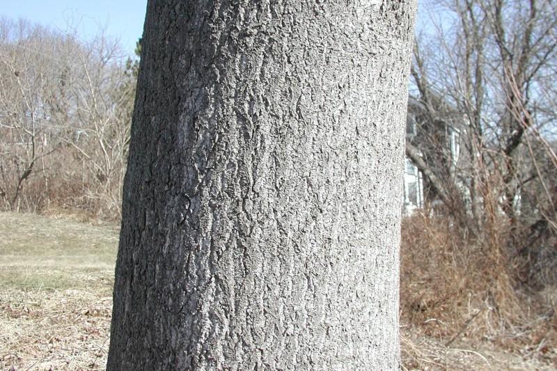 Mature princess tree bark is brown-gray with very shallow furrows.