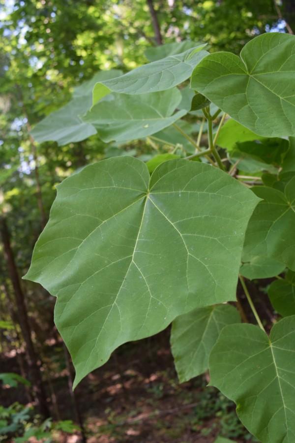 Heart-shaped leaves with short, pointed lobes on a mature princess tree.