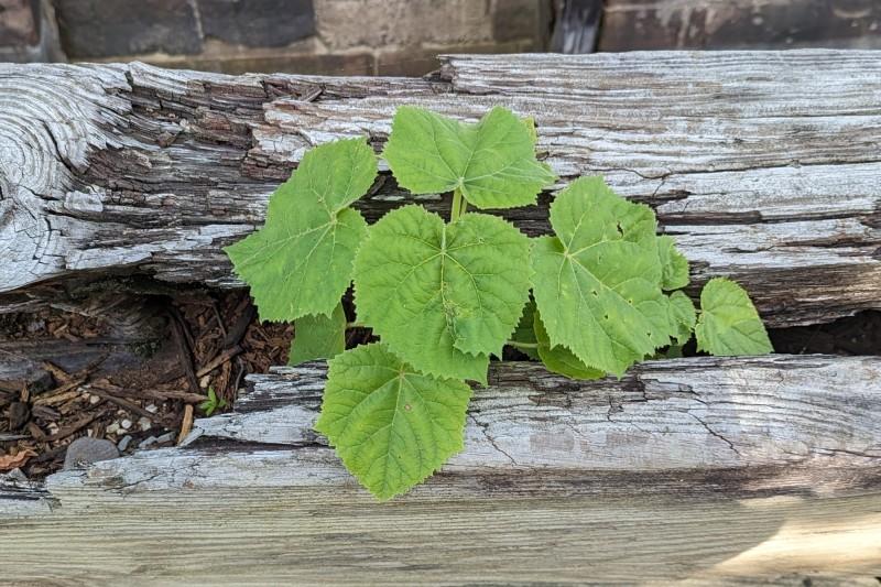 Seedling princess tree with serrated leaf edges growing in a split in decaying lumber.