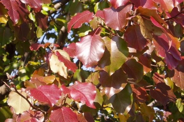 Medley of red- and orange-toned callery pear leaves in autumn.